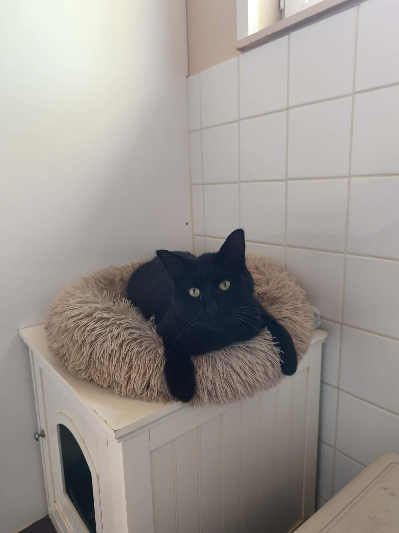 chat noir dans son boxe individuel à Pension Féline Bretagne Centre