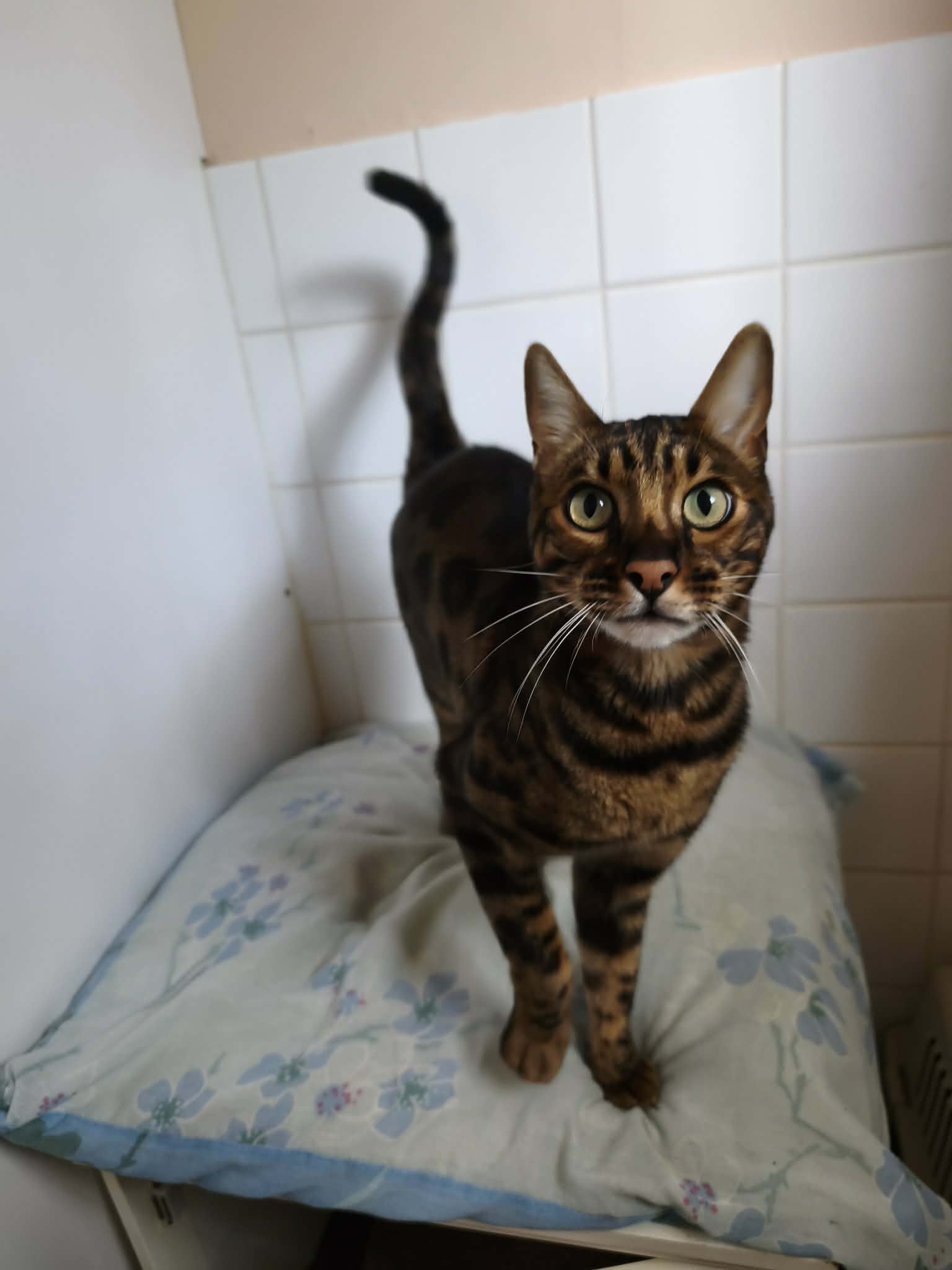 chat benga a pension féline bretagne centre