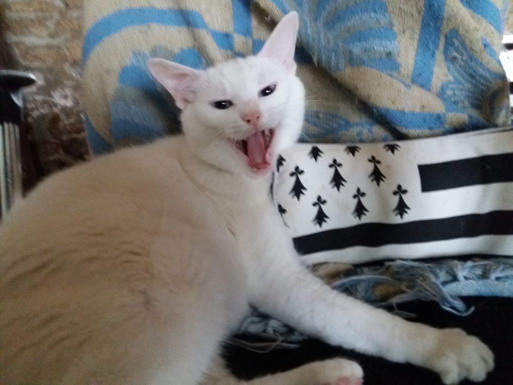 chat blanc pension féline bretagne centre