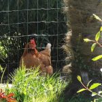 poules de la pension féline bretagne centre
