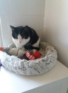 PENSION FELINE BRETAGNE CENTRE