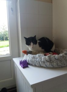 PENSION FELINE BRETAGNE CENTRE