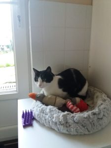 PENSION FELINE BRETAGNE CENTRE