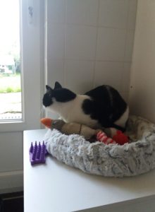 PENSION FELINE BRETAGNE CENTRE