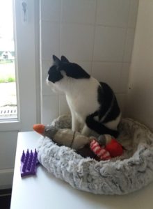 PENSION FELINE BRETAGNE CENTRE