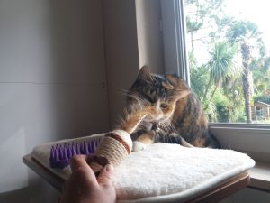 PENSION FELINE BRETAGNE CENTRE