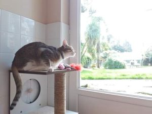 PENSION FELINE BRETAGNE CENTRE