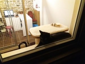 chat noir