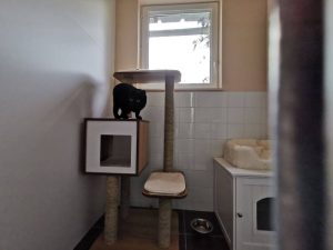 chat noir