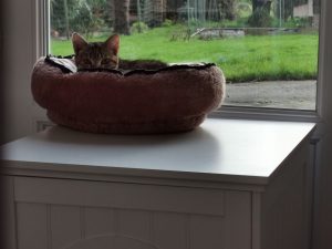 chaton