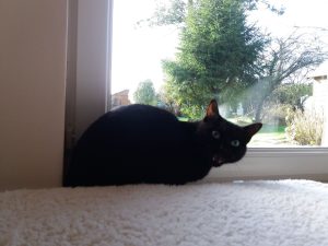 chat noir