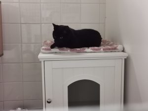 chat noir