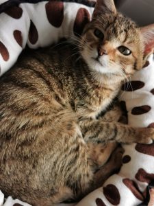 chaton mignon