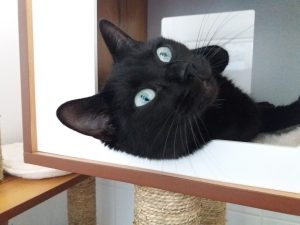chat noir