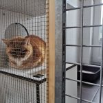 chat roux tigré