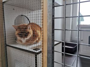 chat roux tigré