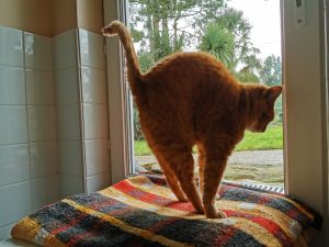 chat roux tigré