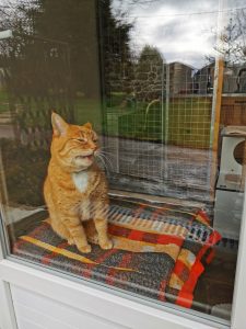 chat roux tigré