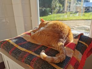 chat roux tigré