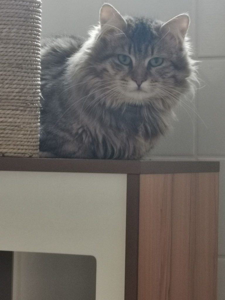 Roxy chat tigré aux poils longs
