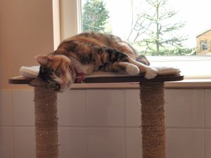 CHATTE TRICOLORE