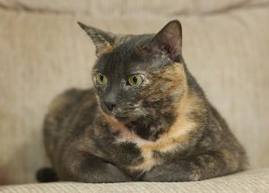chatte écailles de tortue