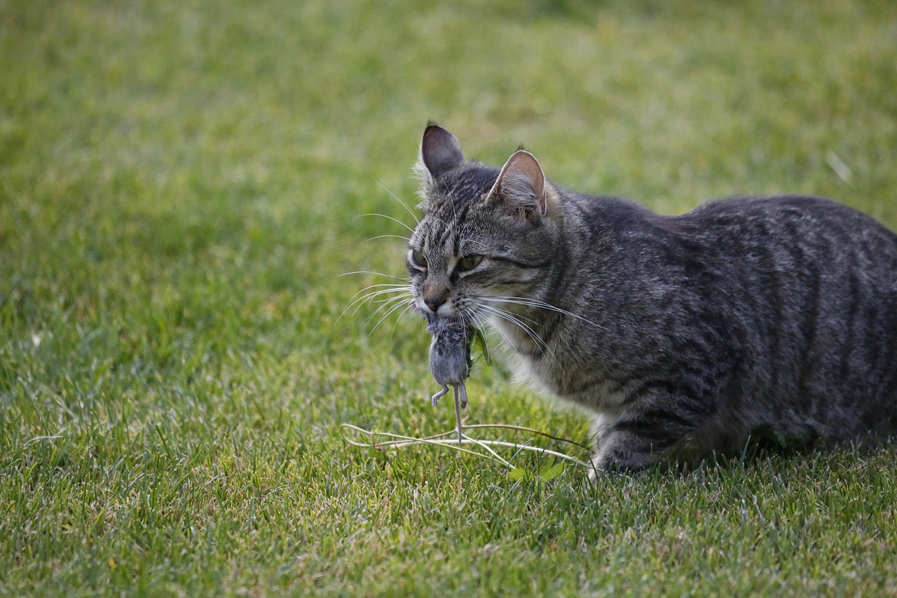 chat chasse souris proie