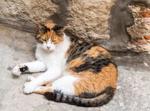 chatte tricolore