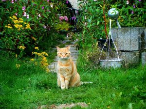 chat au potager