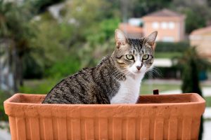 chat dans pot de fleur