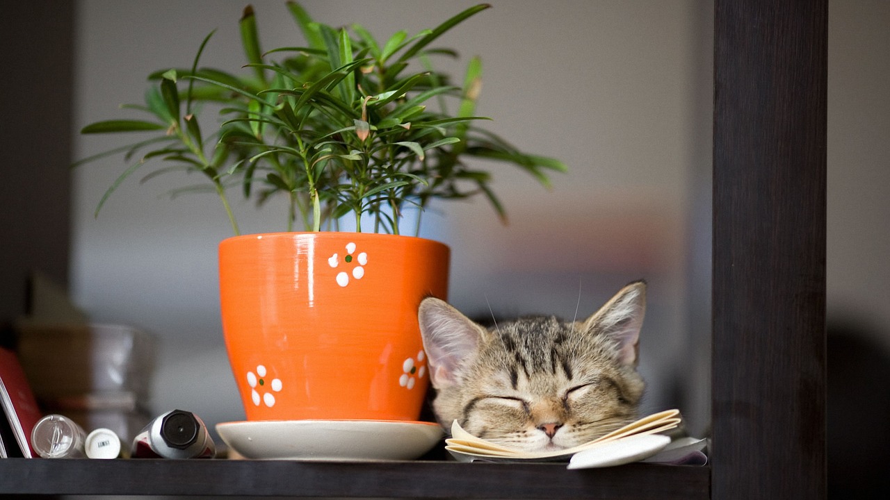 Mon chat gratte les plantes ! A l’aide !