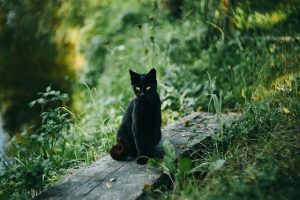 chat noir Combourg