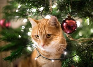 chat roux dans sapin de noel