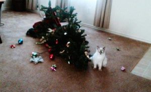 chat sapin de noeël