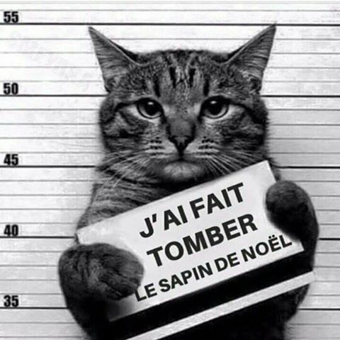 chat noel prisonnier tomber le sapin humour