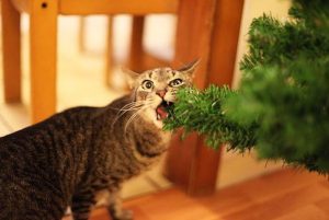 chat sapin de noël pension féline