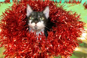 chat guirlande de noel