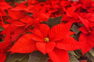poinsettia danger plante de noël chat
