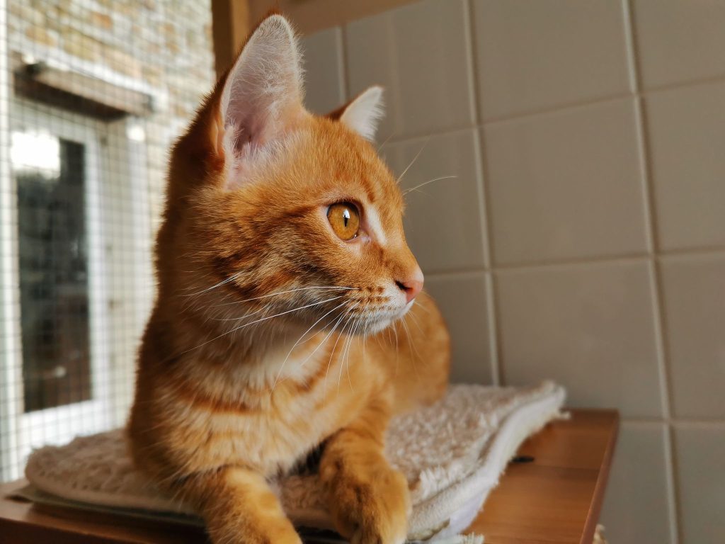 CHAT ROUX GARDE DE CHAT COTES D'ARMOR