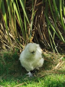 poule soie blanche pension féline bretagne centre