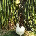 poule soie blanche pension féline bretagne centre