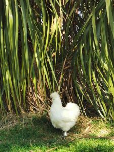 poule soie blanche pension féline bretagne centre