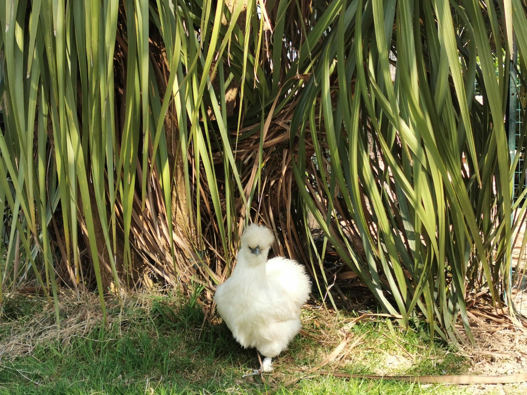 J’ai du poil aux pattes et un pompon au derrière ! Qui suis-je ?