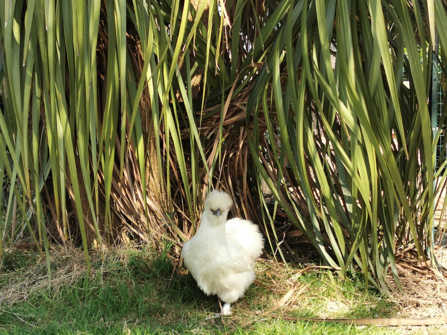 J’ai du poil aux pattes et un pompon au derrière ! Qui suis-je ?