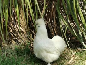 poule soie blanche pension féline bretagne centre