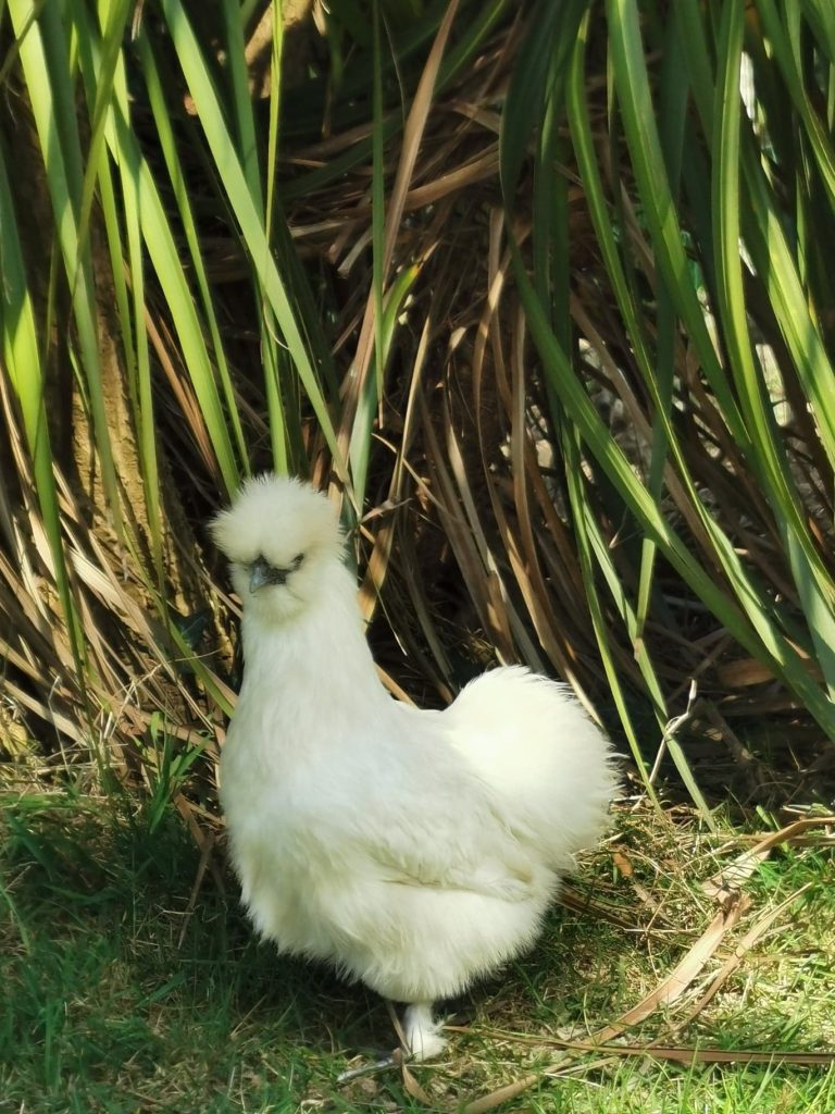 poule soie blanche pension féline bretagne centre