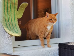 espace extérieur chat pension feline cotes d armor