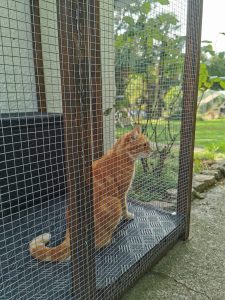 boxe extérieur pour chat a pension féline bretagne centre