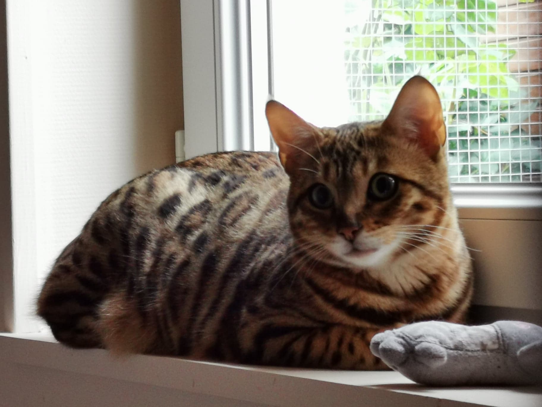 Connaissez-vous le chat Bengal ?