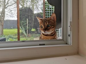 RACE CHAT BENGAL COTES D'ARMOR